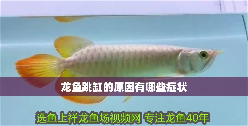 龍魚跳缸的原因有哪些癥狀