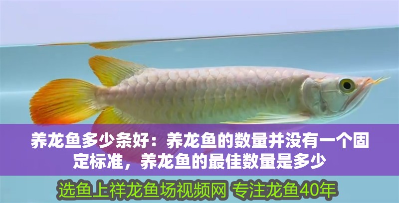 養(yǎng)龍魚多少條好：養(yǎng)龍魚的數量并沒有一個固定標準，養(yǎng)龍魚的最佳數量是多少