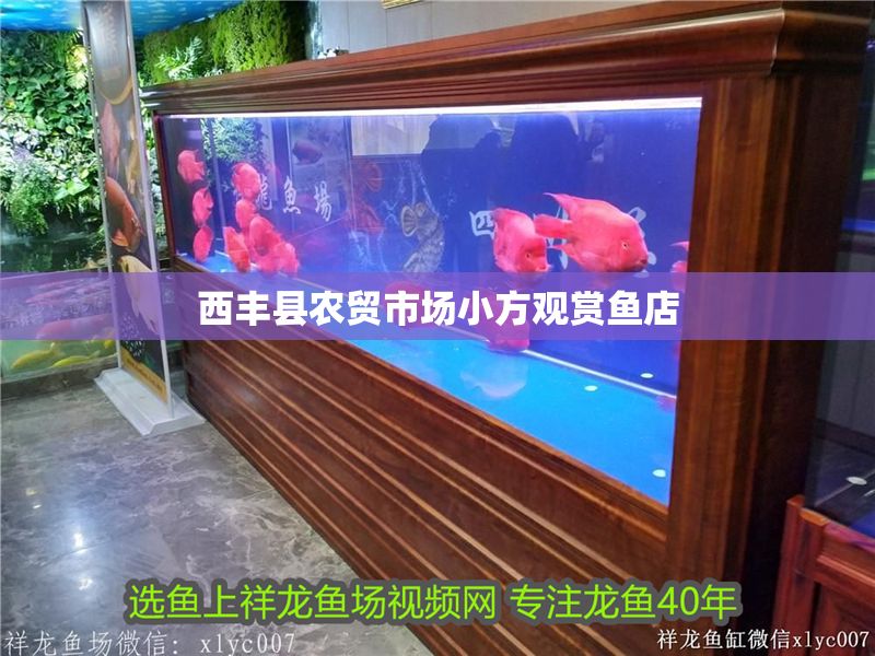 西豐縣農(nóng)貿(mào)市場(chǎng)小方觀賞魚(yú)店