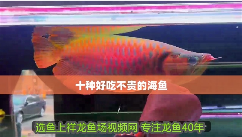 十種好吃不貴的海魚