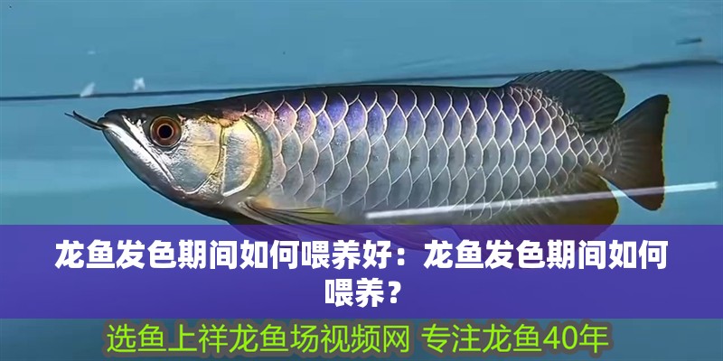 三十公分的金龍魚一天要喂養幾次食物：三十公分大小的金龍魚一天要喂養幾次食物