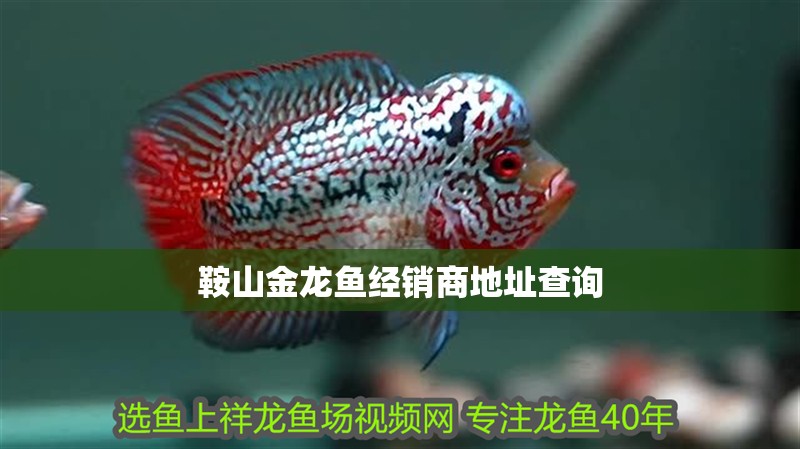 鞍山金龍魚(yú)經(jīng)銷(xiāo)商地址查詢