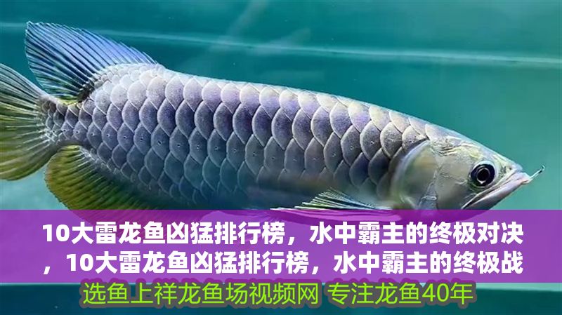 10大雷龍魚兇猛排行榜，水中霸主的終極對決，10大雷龍魚兇猛排行榜，水中霸主的終極戰力對決 10大雷龍魚兇猛排行榜，水中霸主的終極對決，10大雷龍魚兇猛排行榜，水中霸主的終極戰力對決 龍魚百科 第1張