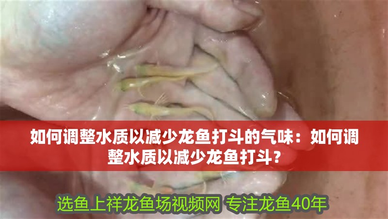 如何調整水質以減少龍魚打斗的氣味：如何調整水質以減少龍魚打斗？