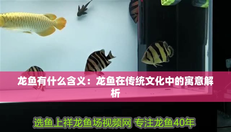 龍魚有什么含義：龍魚在傳統文化中的寓意解析