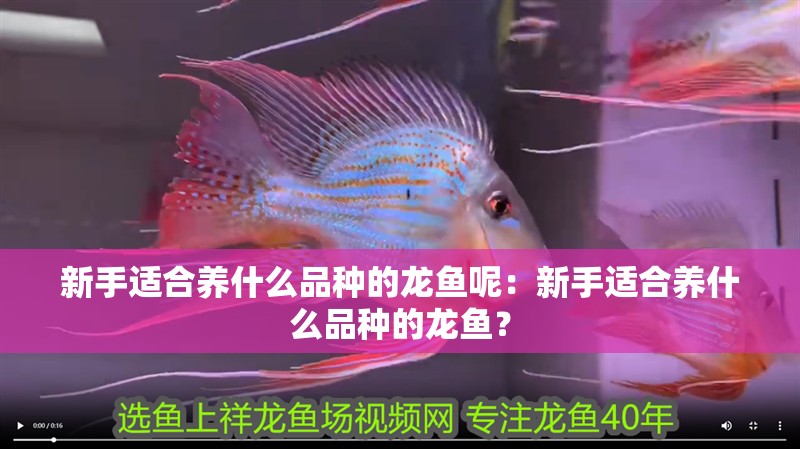 新手適合養(yǎng)什么品種的龍魚呢：新手適合養(yǎng)什么品種的龍魚？