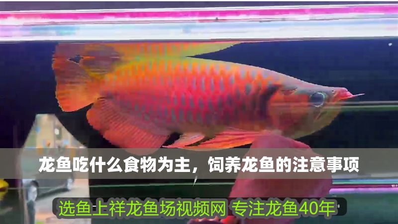 龍魚吃什么食物為主，飼養龍魚的注意事項