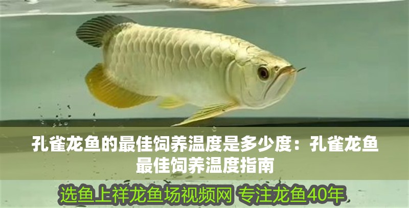 孔雀龍魚的最佳飼養(yǎng)溫度是多少度：孔雀龍魚最佳飼養(yǎng)溫度指南