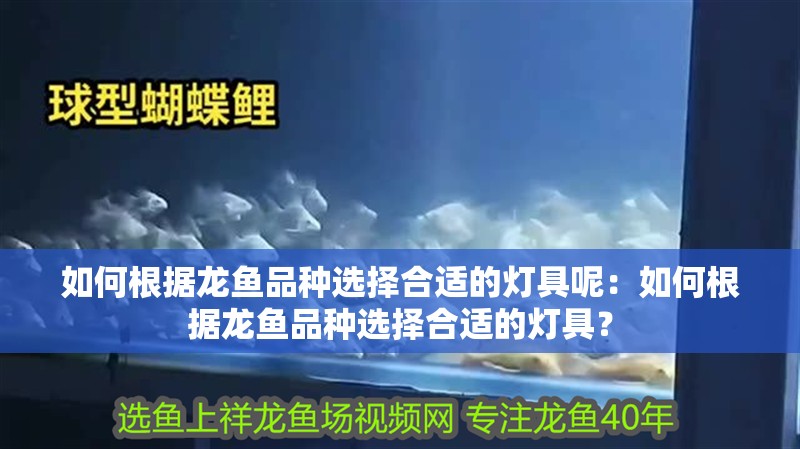 如何根據(jù)龍魚品種選擇合適的燈具呢：如何根據(jù)龍魚品種選擇合適的燈具？