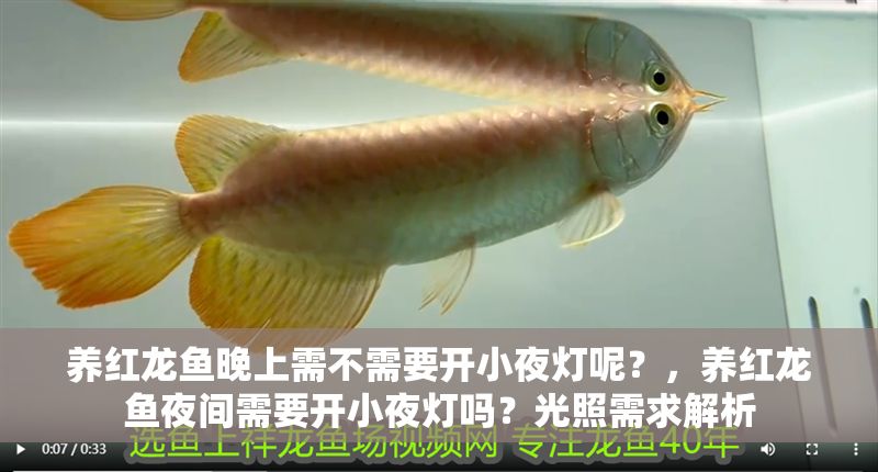 養紅龍魚晚上需不需要開小夜燈呢？，養紅龍魚夜間需要開小夜燈嗎？光照需求解析