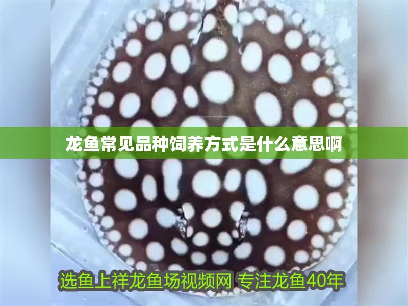 龍魚常見品種飼養方式是什么意思啊 龍魚常見品種飼養方式是什么意思啊 龍魚百科 第2張