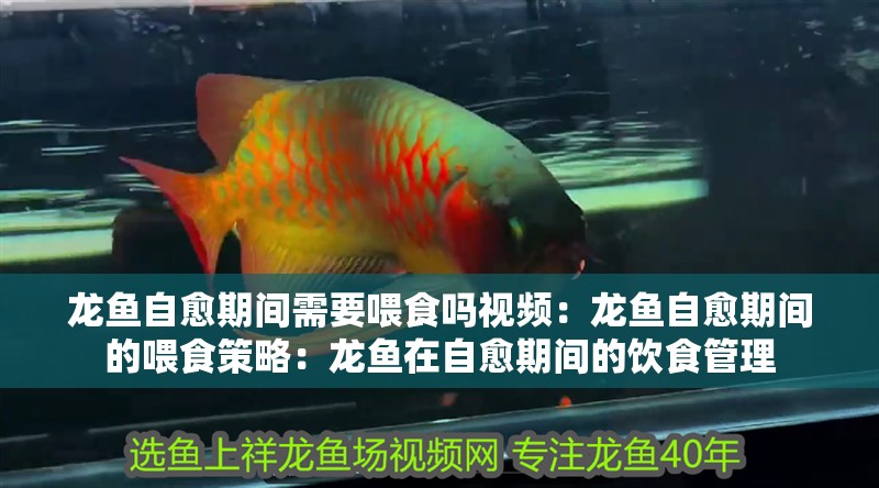 龍魚自愈期間需要喂食嗎視頻：龍魚自愈期間的喂食策略：龍魚在自愈期間的飲食管理