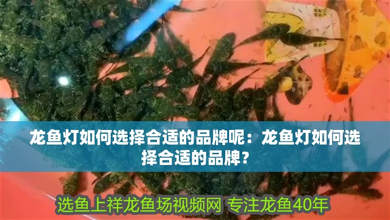 龍魚燈如何選擇合適的品牌呢：龍魚燈如何選擇合適的品牌？