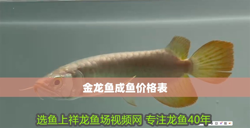 金龍魚成魚價格表