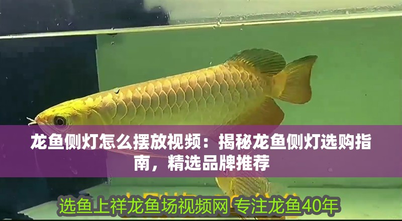 龍魚側燈怎么擺放視頻：揭秘龍魚側燈選購指南，精選品牌推薦