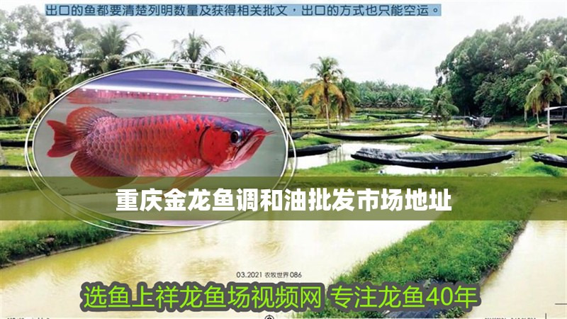 重慶金龍魚調和油批發市場地址 重慶金龍魚調和油批發市場地址 龍魚百科