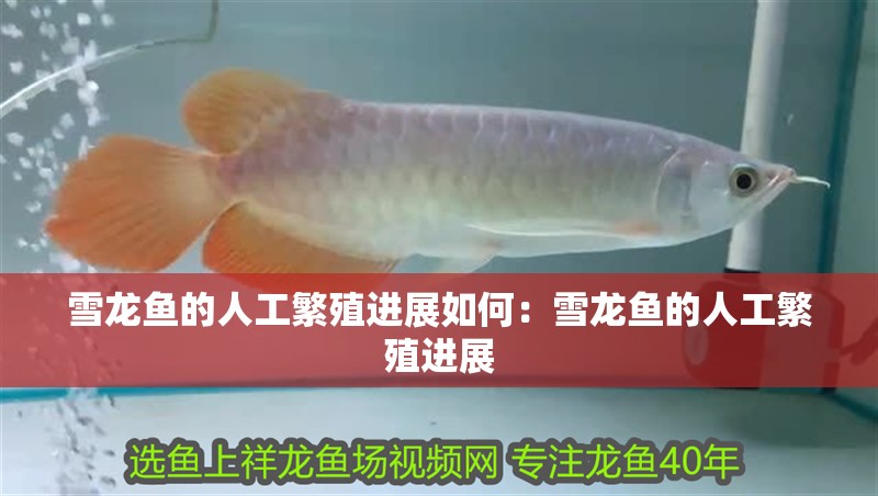 雪龍魚的人工繁殖進展如何：雪龍魚的人工繁殖進展