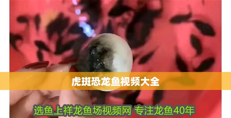 虎斑恐龍魚視頻大全