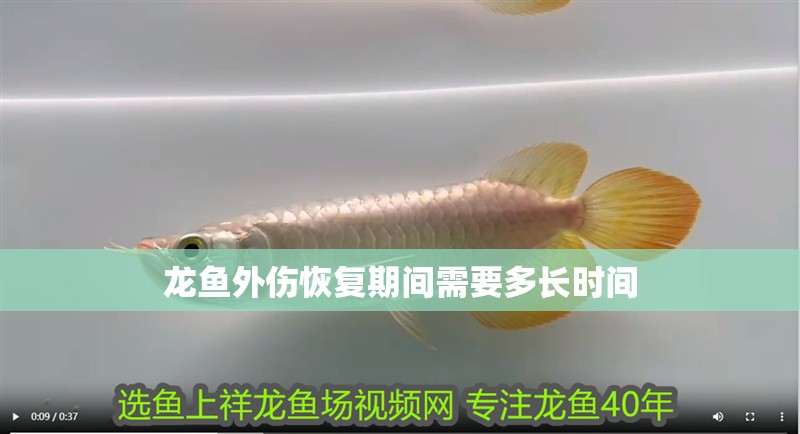 龍魚外傷恢復期間需要多長時間 龍魚外傷恢復期間需要多長時間 龍魚百科