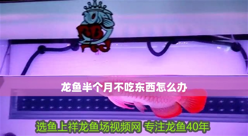 龍魚半個月不吃東西怎么辦 龍魚半個月不吃東西怎么辦 龍魚百科