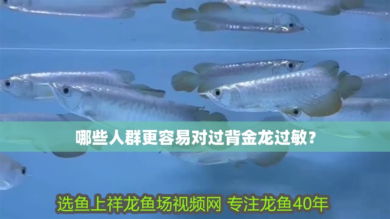 哪些人群更容易對(duì)過(guò)背金龍過(guò)敏？