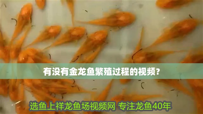 有沒有金龍魚繁殖過程的視頻？