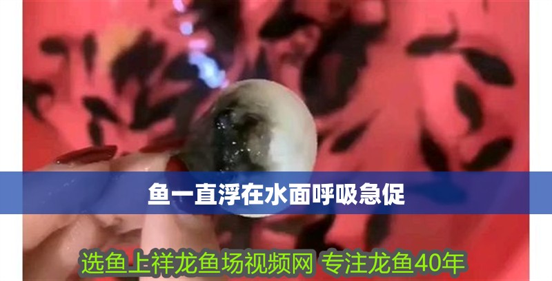 魚一直浮在水面呼吸急促