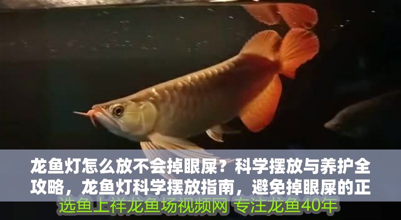 龍魚燈怎么放不會掉眼屎？科學擺放與養(yǎng)護全攻略，龍魚燈科學擺放指南，避免掉眼屎的正確方法與養(yǎng)護技巧