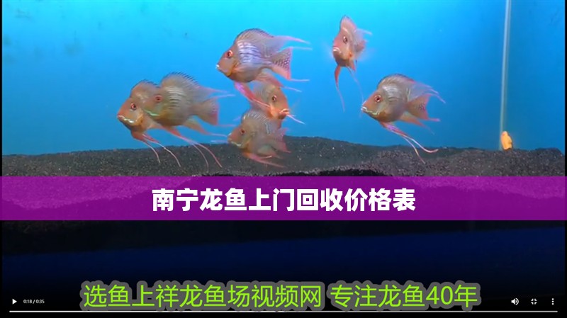 南寧龍魚上門回收價格表