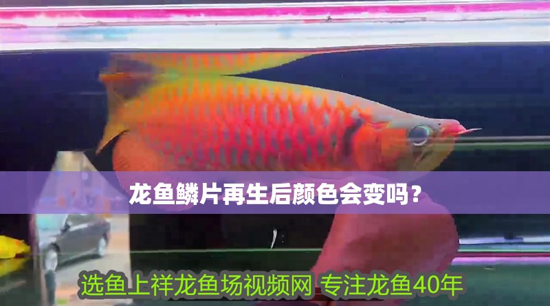 龍魚鱗片再生后顏色會變嗎？
