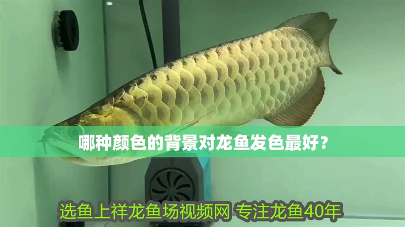 哪種顏色的背景對龍魚發色最好？