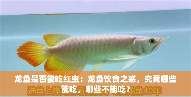 龍魚是否能吃紅蟲：龍魚飲食之惑，究竟哪些能吃，哪些不能吃？