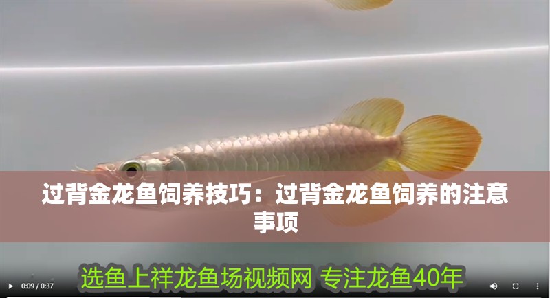 過(guò)背金龍魚(yú)飼養(yǎng)技巧：過(guò)背金龍魚(yú)飼養(yǎng)的注意事項(xiàng)