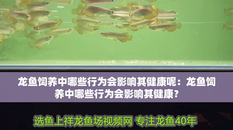 龍魚飼養中哪些行為會影響其健康呢：龍魚飼養中哪些行為會影響其健康？