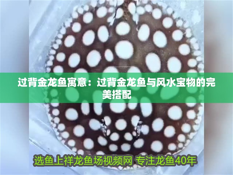 過背金龍魚寓意：過背金龍魚與風(fēng)水寶物的完美搭配