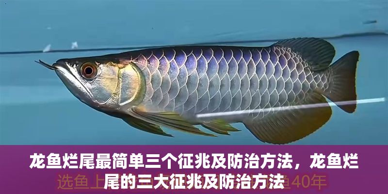 龍魚爛尾最簡單三個征兆及防治方法，龍魚爛尾的三大征兆及防治方法