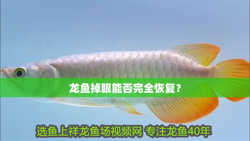龍魚掉眼能否完全恢復？