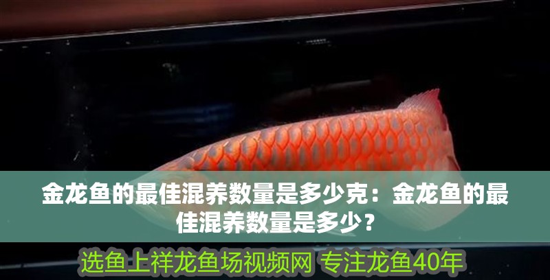 金龍魚的最佳混養數量是多少克：金龍魚的最佳混養數量是多少？