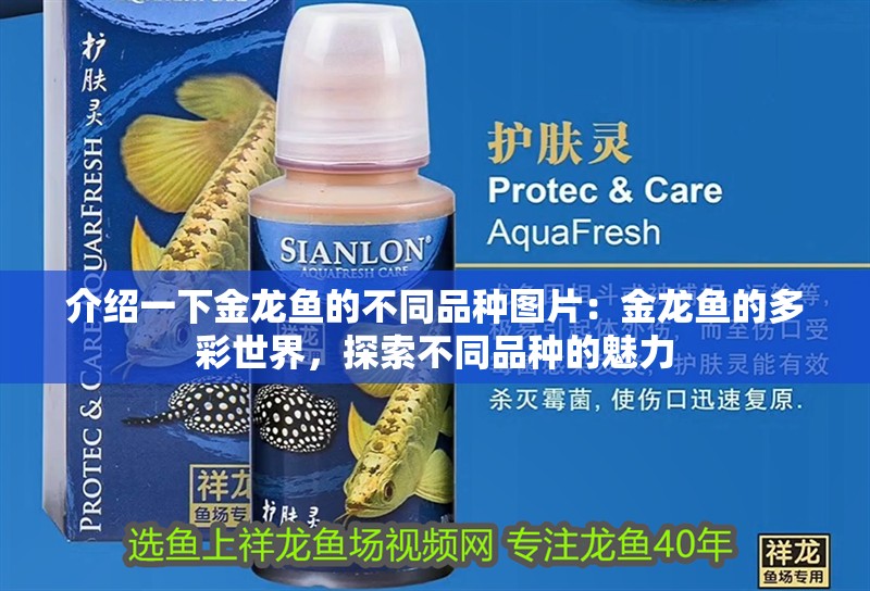介紹一下金龍魚的不同品種圖片：金龍魚的多彩世界，探索不同品種的魅力