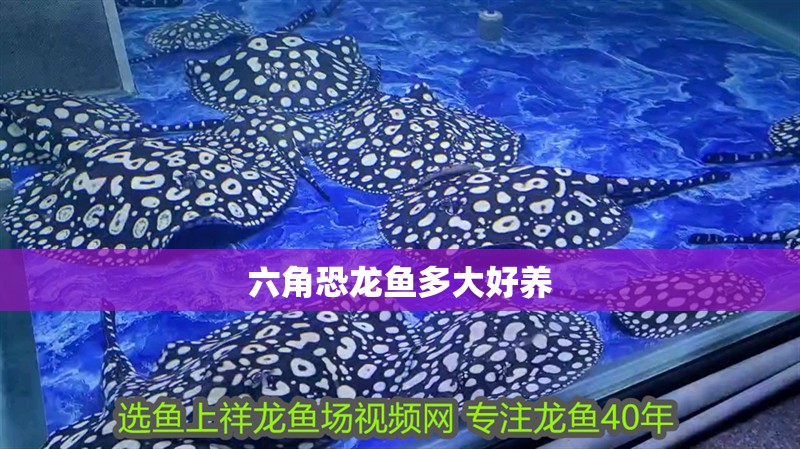 六角恐龍魚多大好養