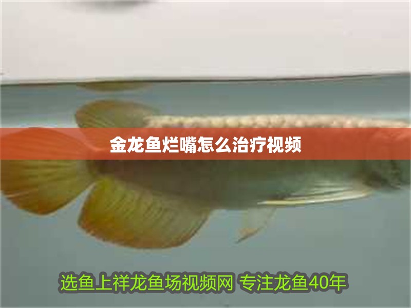 金龍魚爛嘴怎么治療視頻