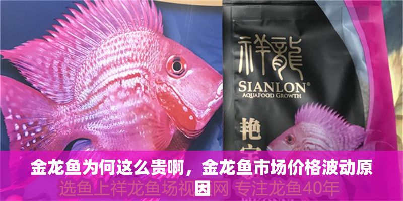 金龍魚為何這么貴啊，金龍魚市場價格波動原因 金龍魚為何這么貴啊，金龍魚市場價格波動原因 龍魚百科 第2張