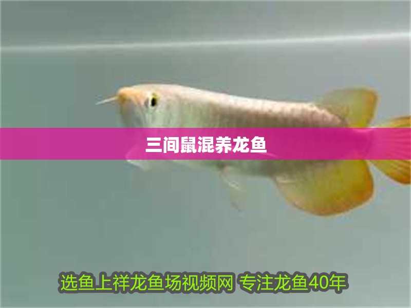 三間鼠混養龍魚