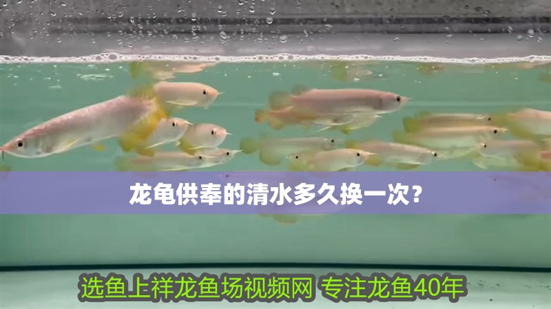龍龜供奉的清水多久換一次？ 龍龜供奉的清水多久換一次？ 龍魚百科