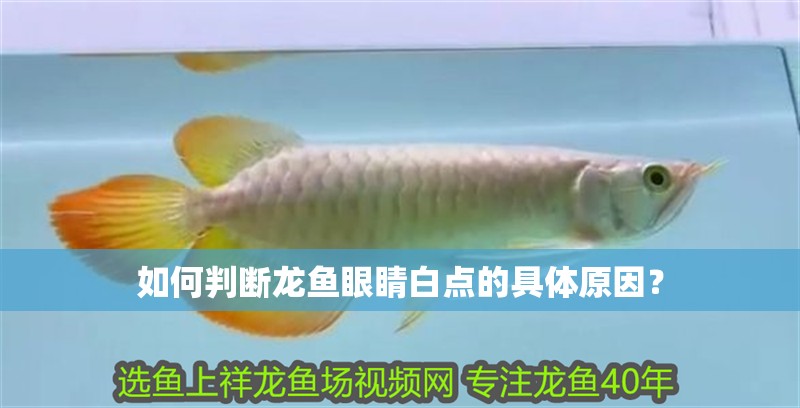 如何判斷龍魚眼睛白點的具體原因？