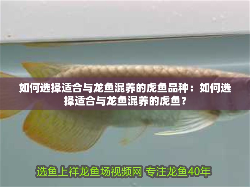 如何選擇適合與龍魚混養的虎魚品種：如何選擇適合與龍魚混養的虎魚？