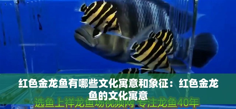 紅色金龍魚有哪些文化寓意和象征：紅色金龍魚的文化寓意