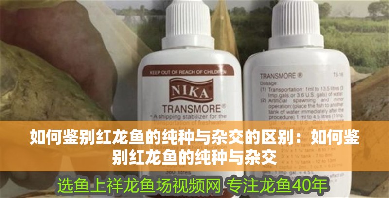 如何鑒別紅龍魚的純種與雜交的區(qū)別：如何鑒別紅龍魚的純種與雜交