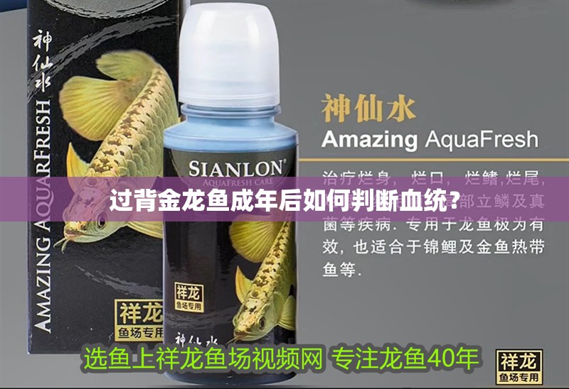 過背金龍魚成年后如何判斷血統？