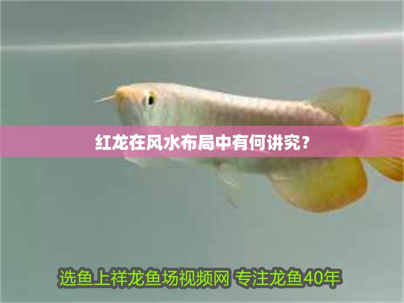 紅龍在風水布局中有何講究？